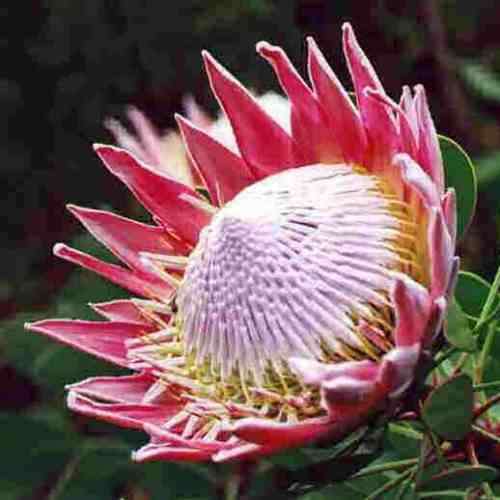 Shrubs Protea cynaroides Spring Flowering King